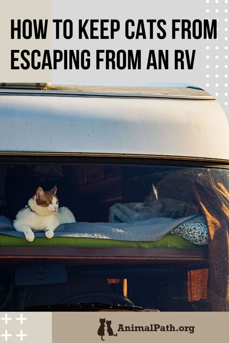 How to Keep Cats from Escaping Rv