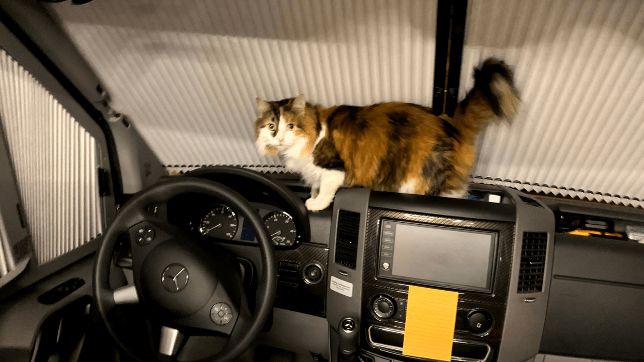 How to Keep Cats from Escaping RV Top Tips & Tricks